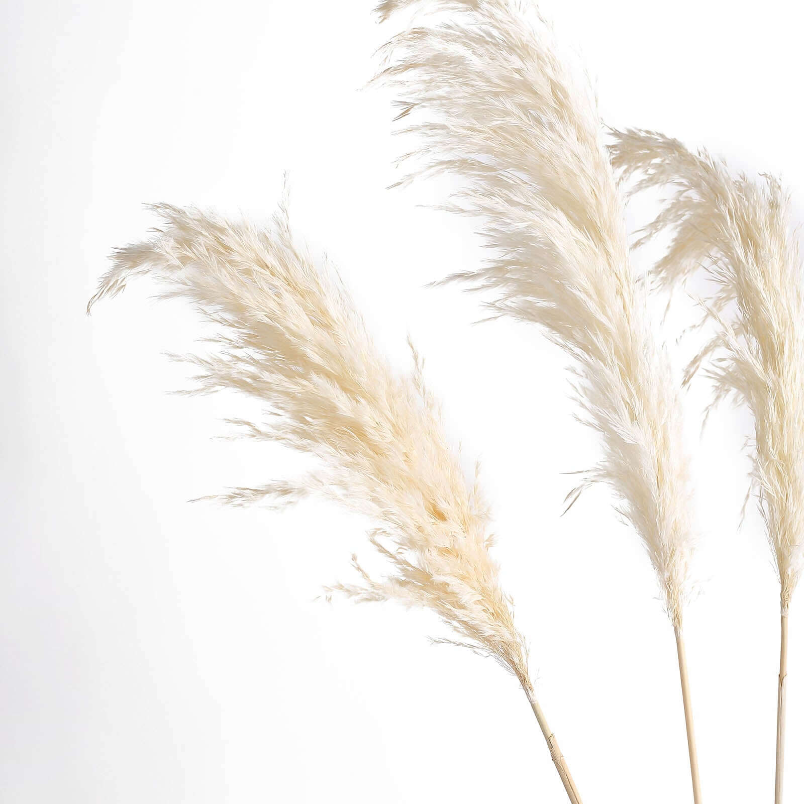 6 Stems Natural Dried Pampas Grass Decor Off White Tint - Versatile Plant Sprays for Boho Chic Vase Displays Backdrops & Event Styling 32