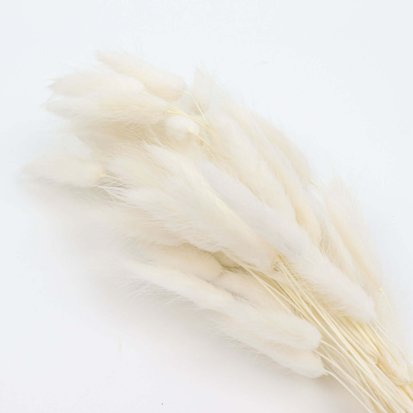 50-Pack Dried Bunny Tail Grass Natural White - Rustic Chic Lagurus Ovatus Rabbit Tail Ornamental Grass for Modern Farmhouse Decor Event Styling & Floral Displays 15