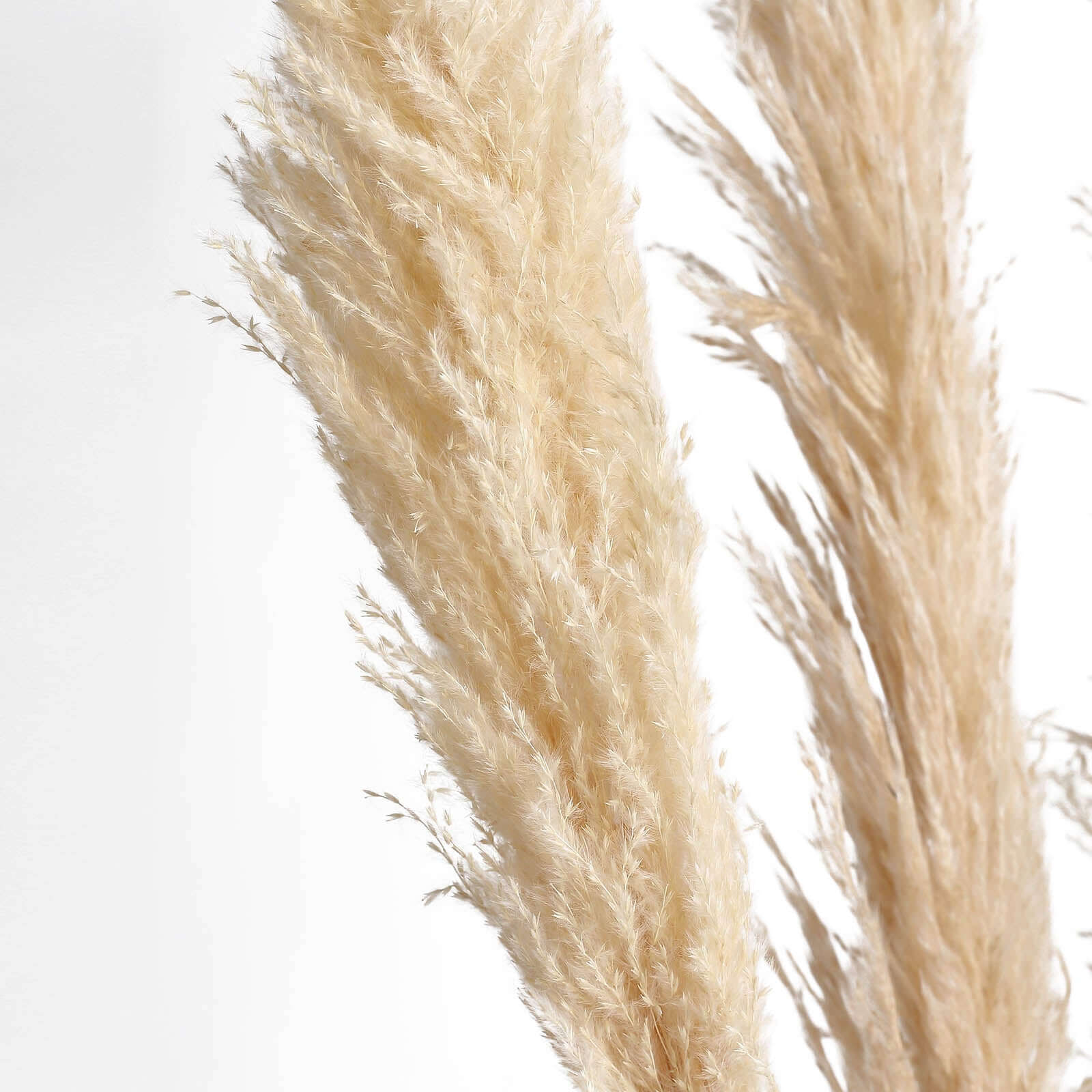 6 Stems Natural Dried Pampas Grass Decor Wheat Tint - Tall Plant Sprays for Boho Chic Vase Displays Backdrops & Event Styling 49