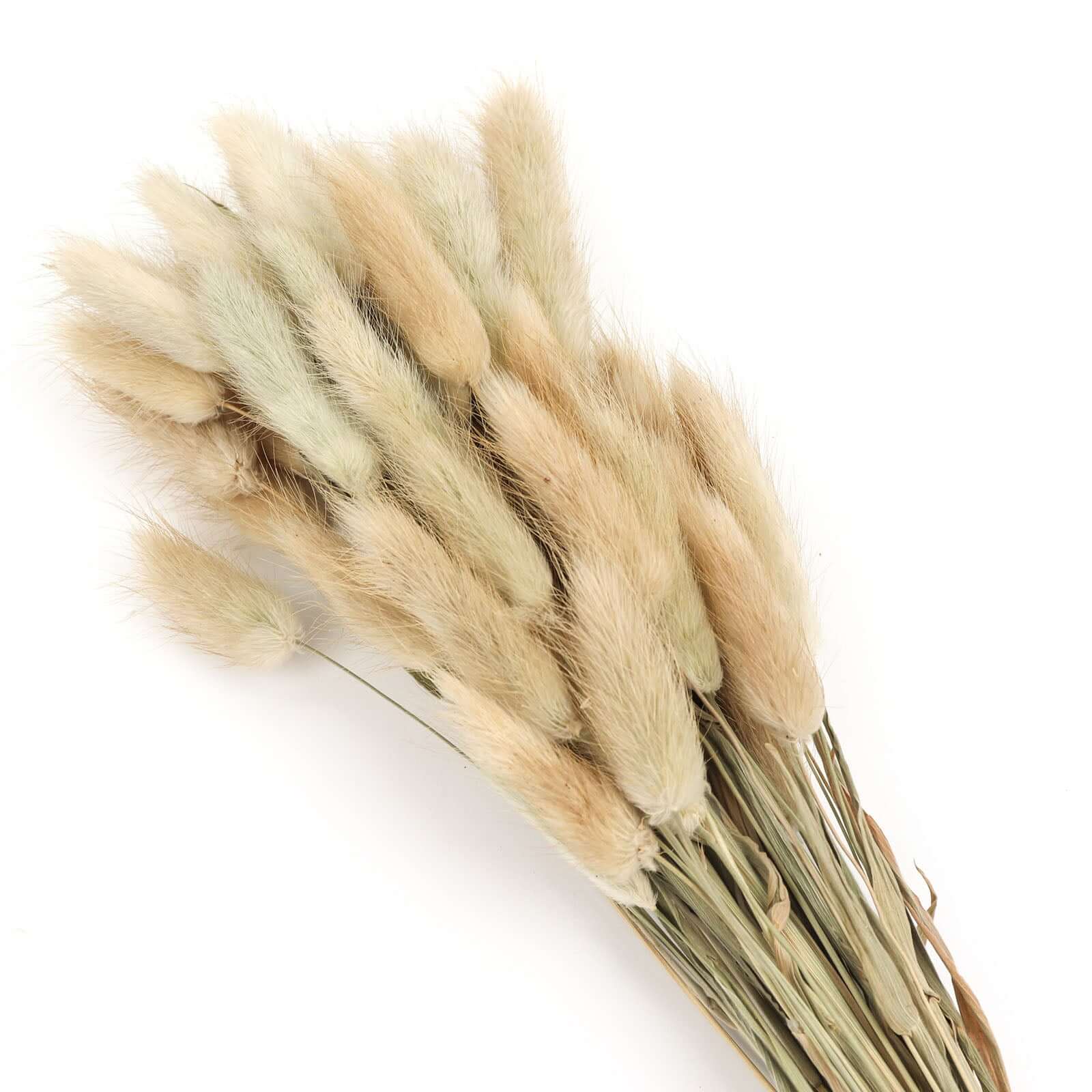 50-Pack Dried Bunny Tail Grass Natural - Rustic Chic Lagurus Ovatus Rabbit Tail Ornamental Grass for Modern Farmhouse Decor Event Styling & Floral Displays 15