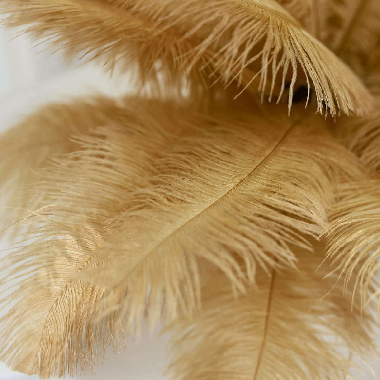 12 Pack 13-15 Gold Natural Plume Real Ostrich Feathers, DIY Centerpiece Fillers