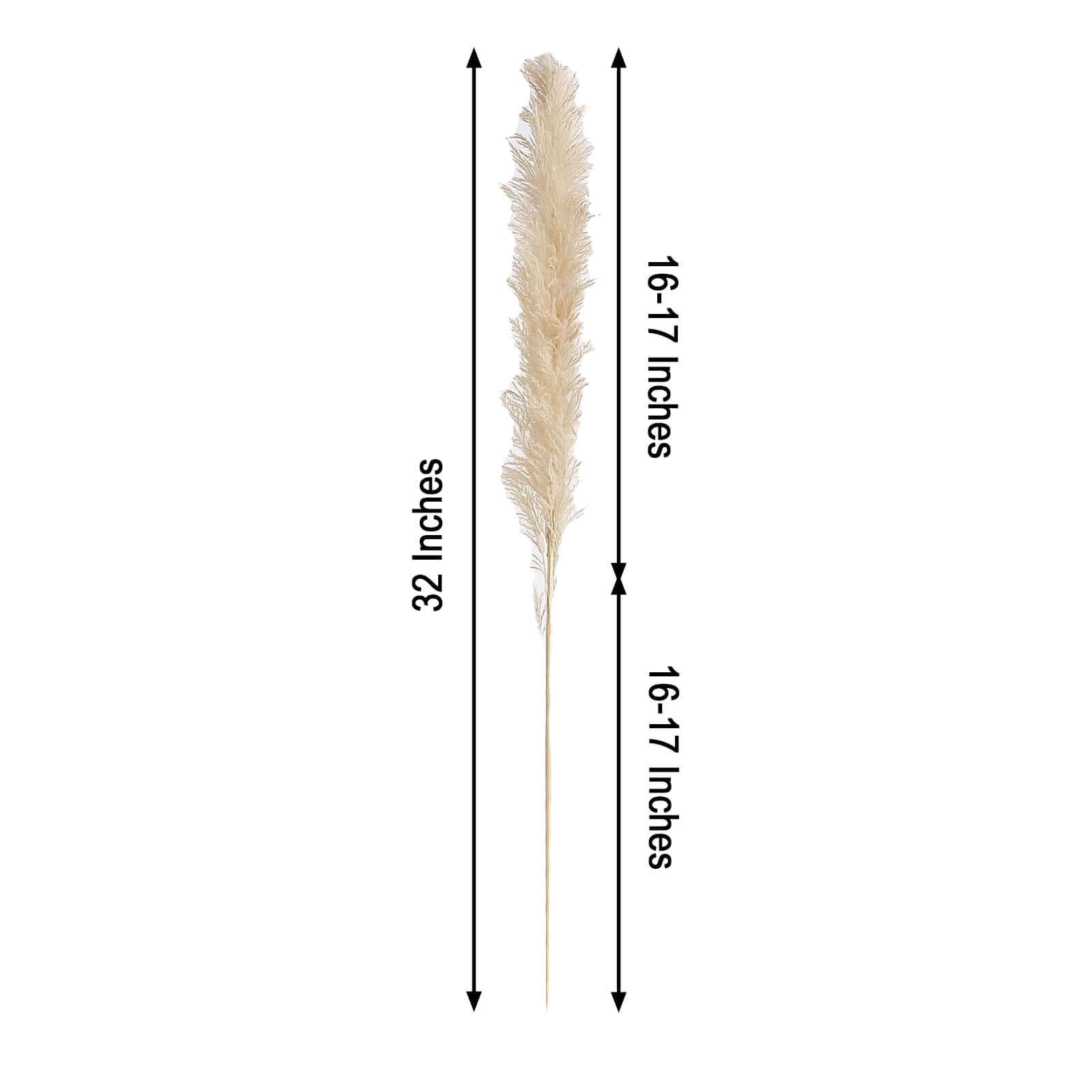 6 Stems Natural Dried Pampas Grass Decor Wheat Tint - Versatile Plant Sprays for Boho Chic Vase Displays Backdrops & Event Styling 32