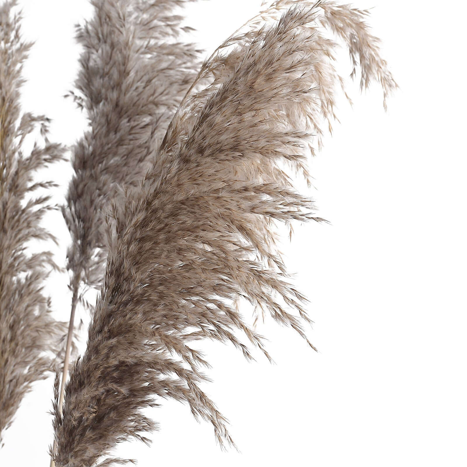 6 Stems Natural Dried Pampas Grass Decor Natural Tint - Versatile Plant Sprays for Boho Chic Vase Displays Backdrops & Event Styling 32