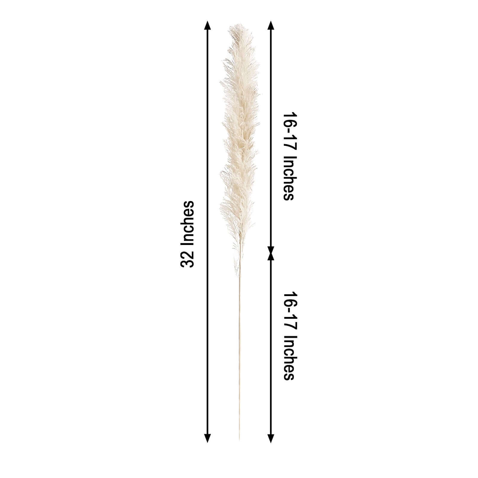 6 Stems Natural Dried Pampas Grass Decor Off White Tint - Versatile Plant Sprays for Boho Chic Vase Displays Backdrops & Event Styling 32