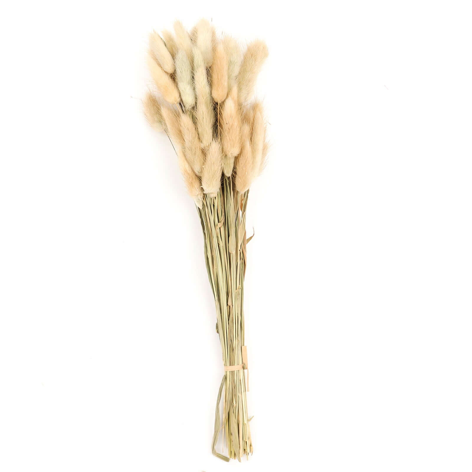 50-Pack Dried Bunny Tail Grass Natural - Rustic Chic Lagurus Ovatus Rabbit Tail Ornamental Grass for Modern Farmhouse Decor Event Styling & Floral Displays 15