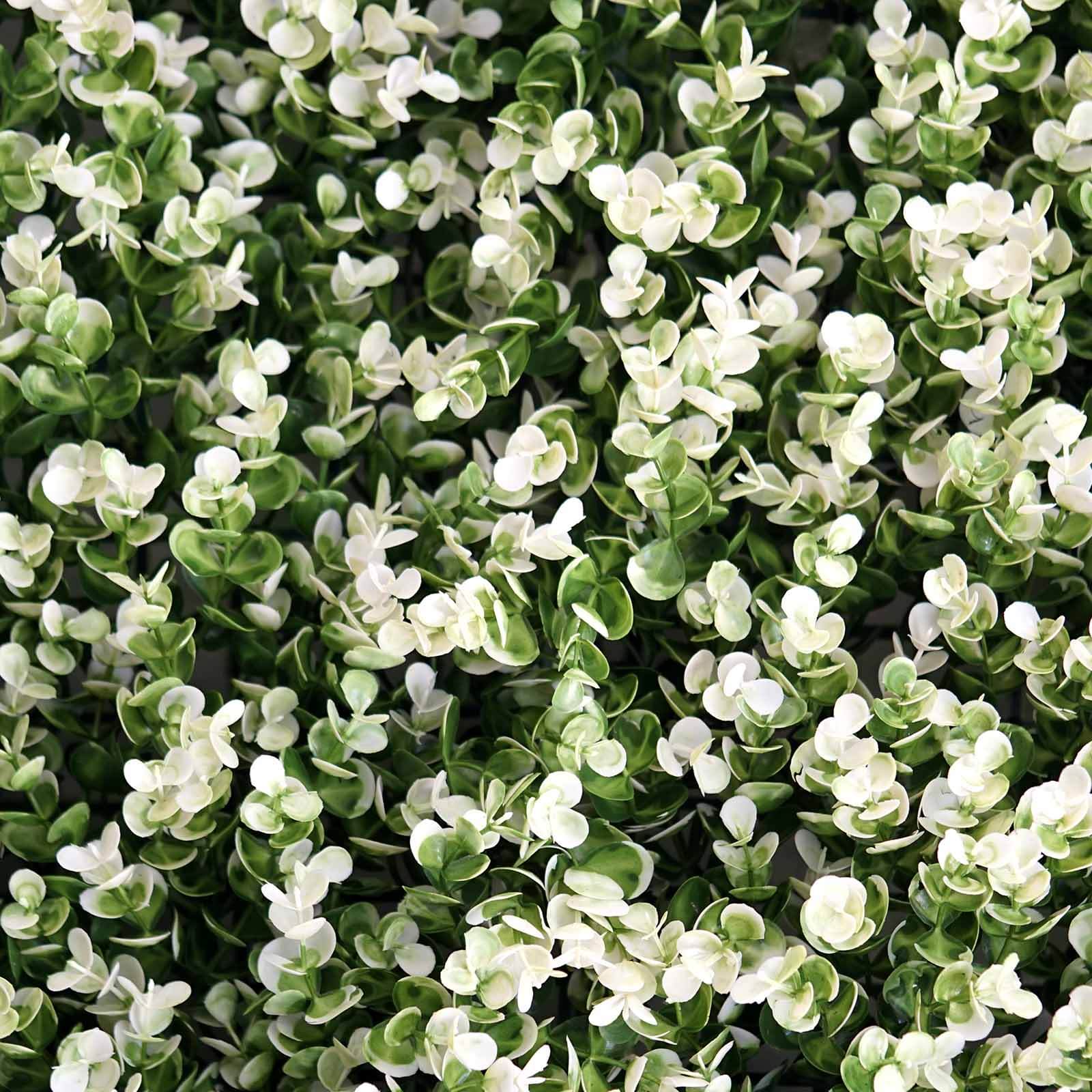 11 Sq ft. White Tip Green Boxwood Hedge Genlisea Garden Wall Backdrop Mat - 4 Artificial Panels