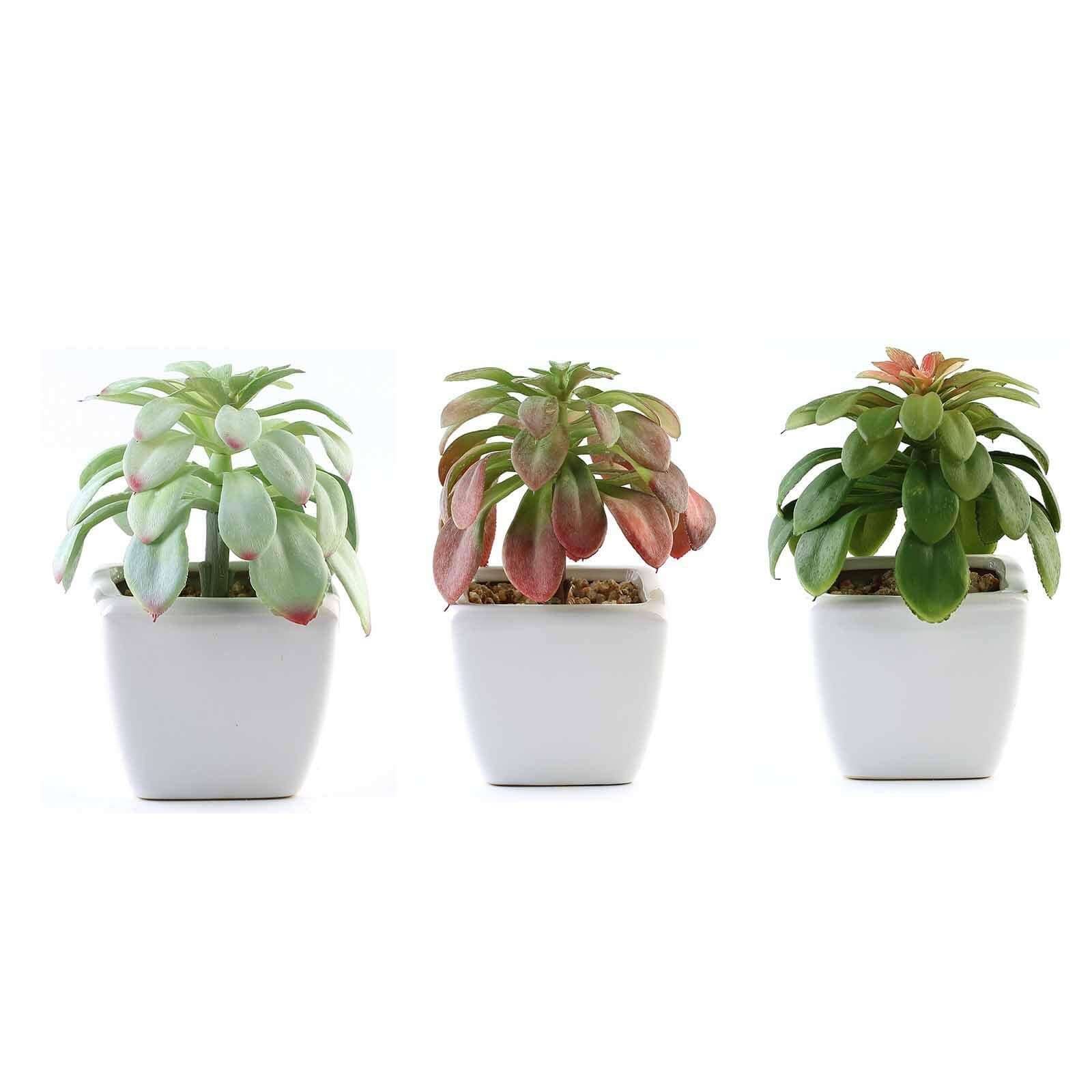 3-Pack Minibelle, Elegans & Grassneri Artificial Succulents in Ceramic Pot - Lifelike Decorative Faux Plants for Home Office & Event Design 5