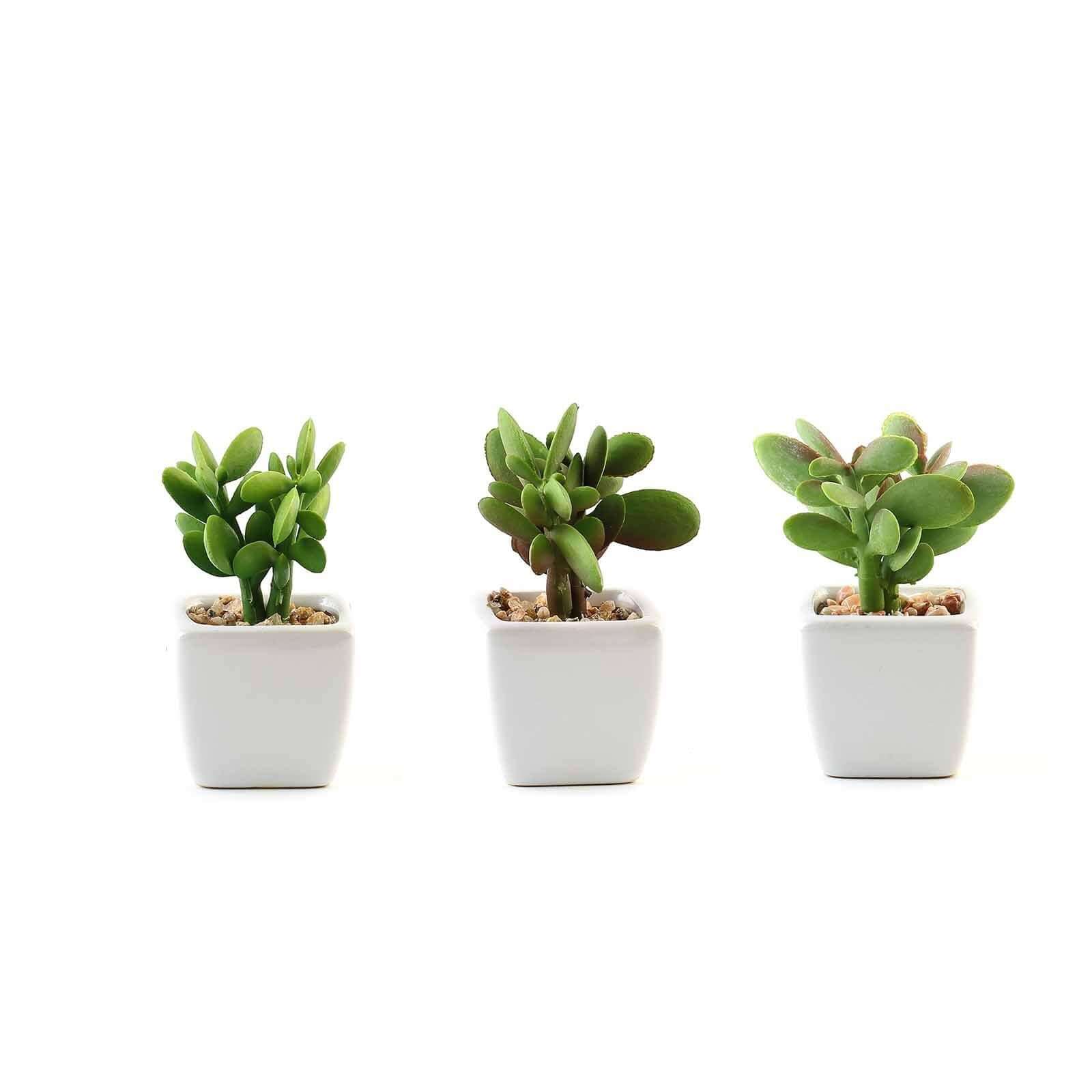 3-Pack Mini Jade Artificial Succulents in Ceramic Pots - Lifelike Decorative Faux Plants for Home Office & Event Design 3