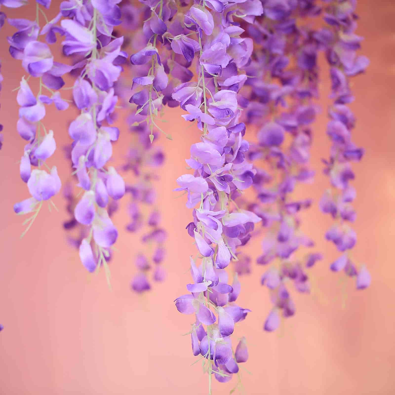 42 Silk Hanging Wisteria Flower Garland Vines in Lavender Lilac, Elaborated 5 Full Strands in 1 Bush