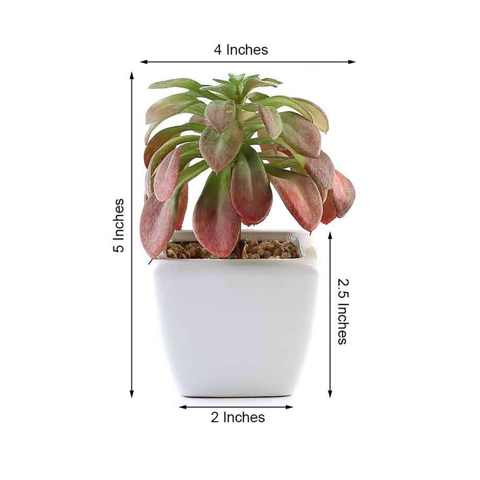 3-Pack Minibelle, Elegans & Grassneri Artificial Succulents in Ceramic Pot - Lifelike Decorative Faux Plants for Home Office & Event Design 5