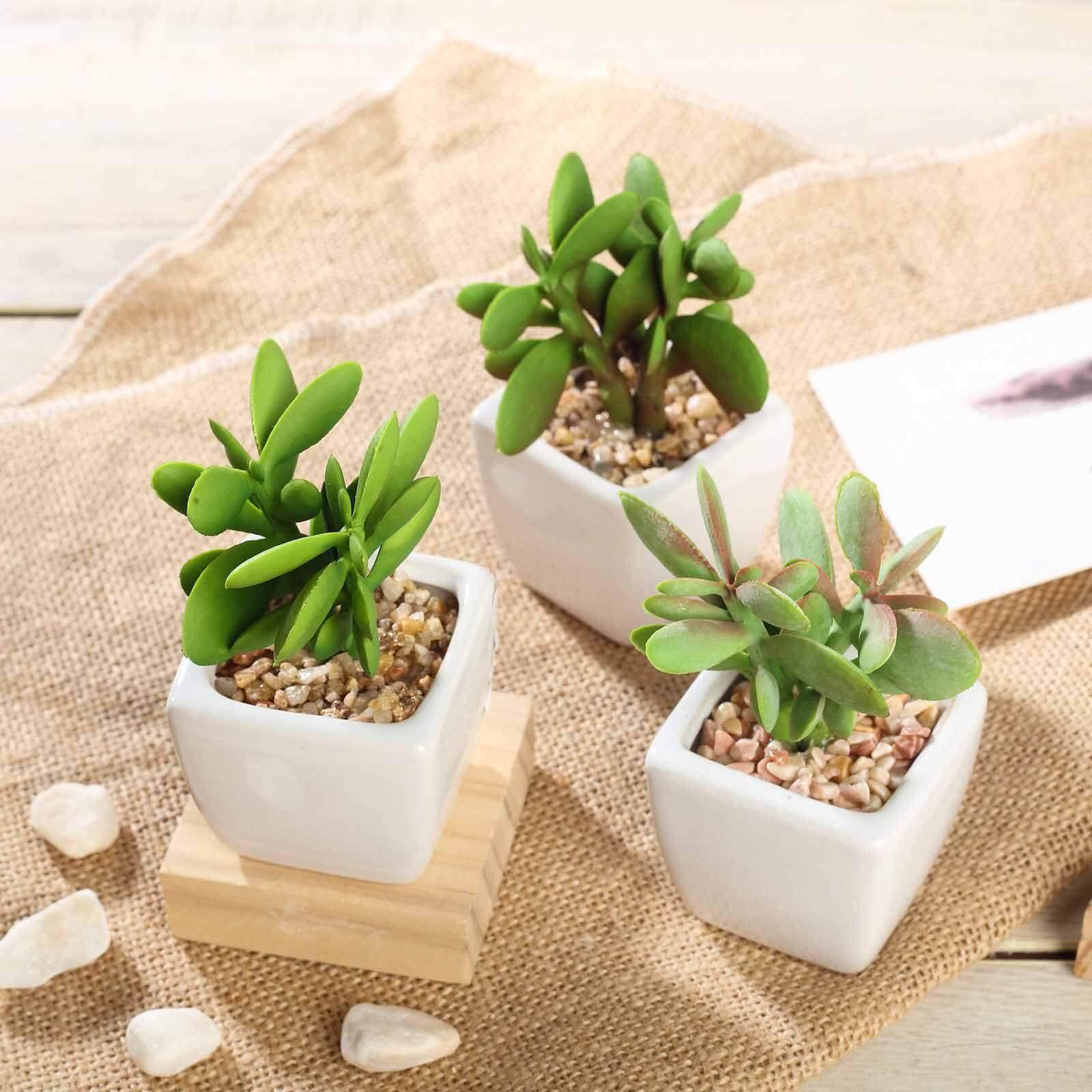 3-Pack Mini Jade Artificial Succulents in Ceramic Pots - Lifelike Decorative Faux Plants for Home Office & Event Design 3