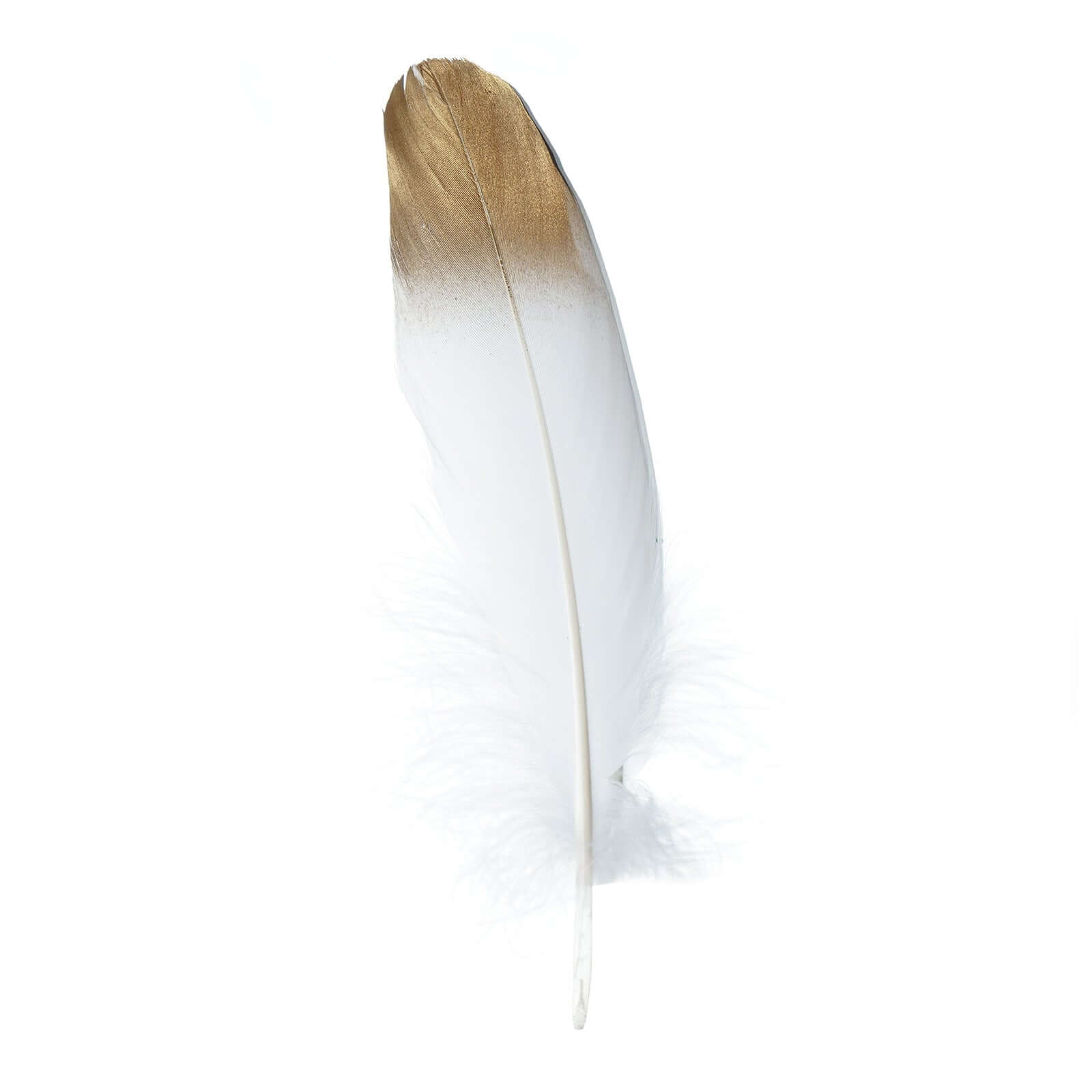 30 Pack Metallic Gold Dipped White Real Goose Feathers, Craft Feathers For Party Decoration