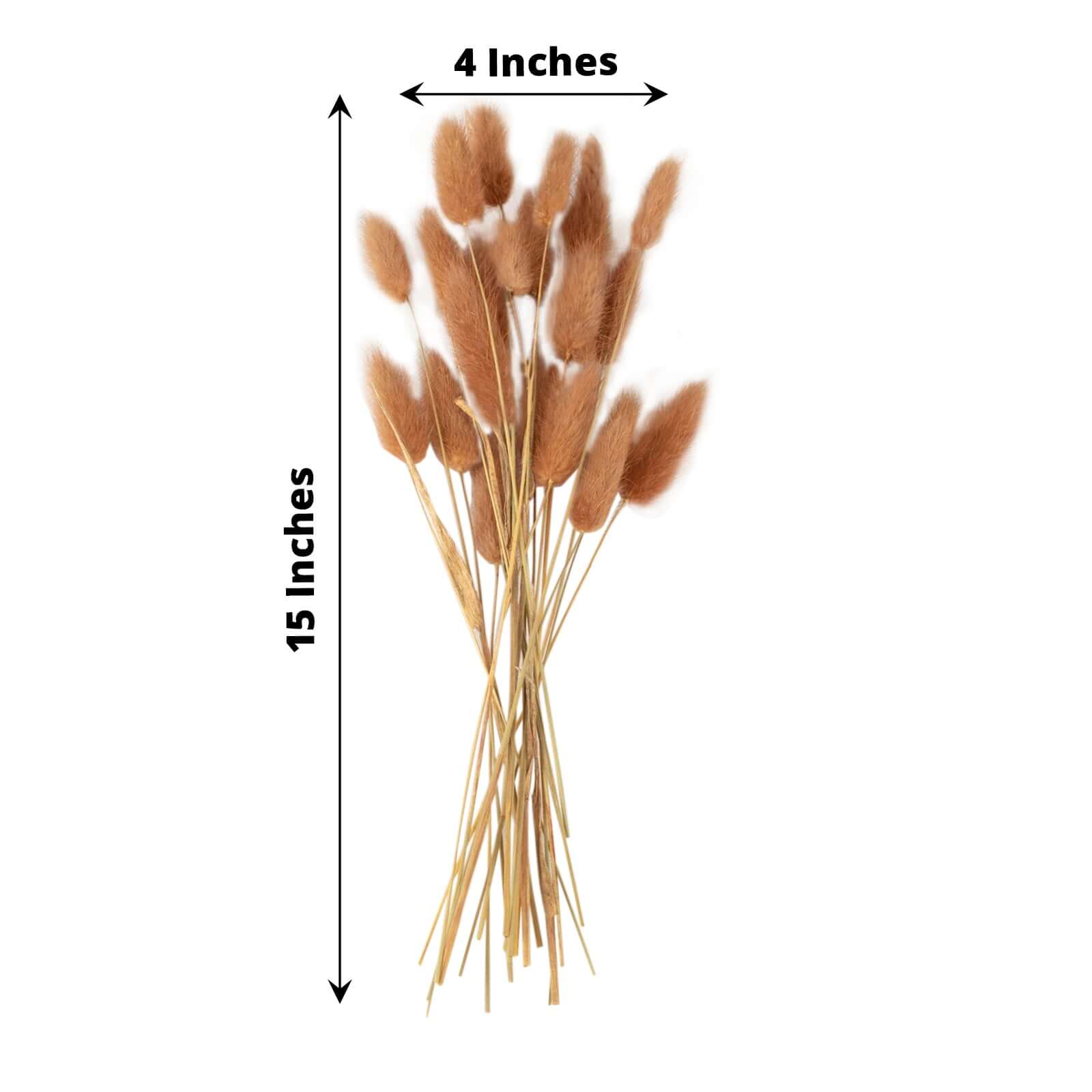 50-Pack Dried Bunny Tail Grass Brown - Rustic Chic Lagurus Ovatus Rabbit Tail Ornamental Grass for Modern Farmhouse Decor Event Styling & Floral Displays 15