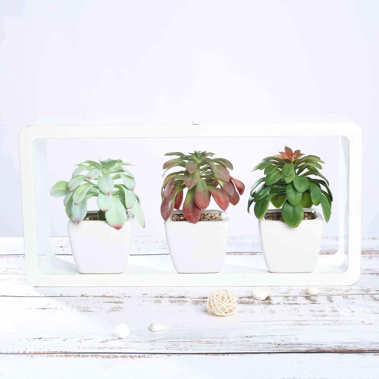 3-Pack Minibelle, Elegans & Grassneri Artificial Succulents in Ceramic Pot - Lifelike Decorative Faux Plants for Home Office & Event Design 5